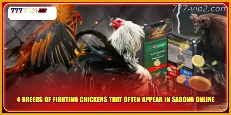 4 breeds of fighting chickens that often appear in sabong online Guide