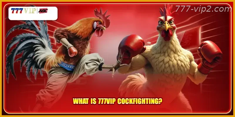 What is 777VIP PH cockfighting Guide?